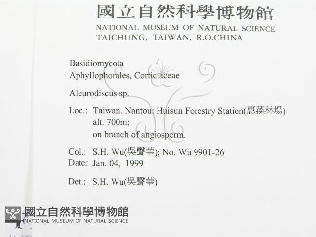 盤革菌屬藏品圖，第2張