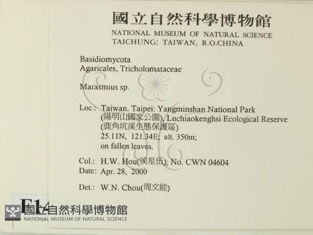 小皮傘屬藏品圖，第2張