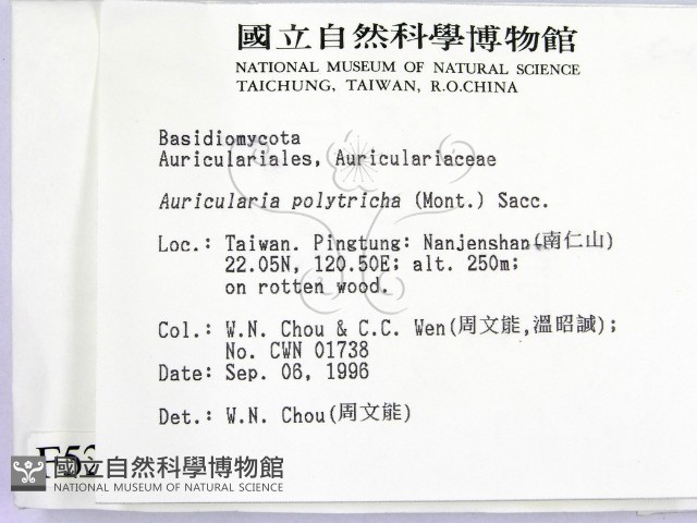 毛木耳藏品圖，第2張