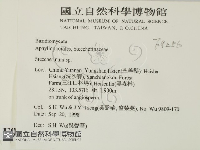 齒耳菌屬藏品圖，第2張