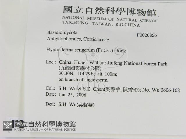 剛毛絲皮菌藏品圖，第2張