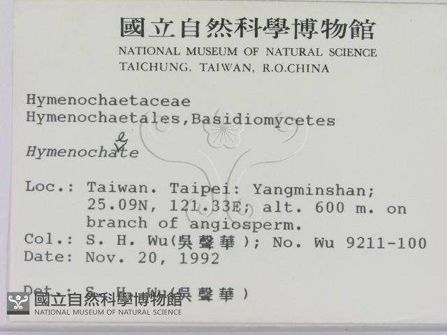 刺革菌屬藏品圖，第2張