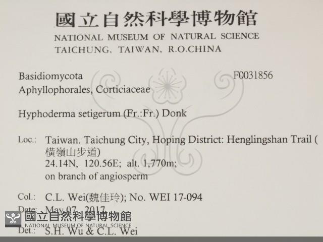 剛毛絲皮菌藏品圖，第2張