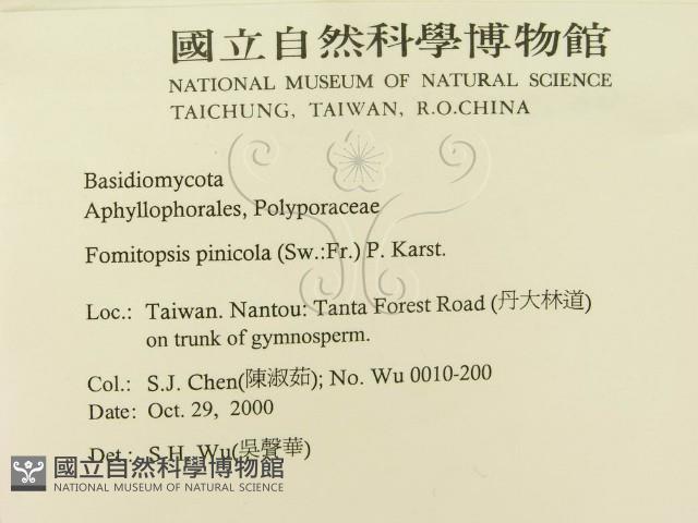 松生擬層孔菌藏品圖，第2張