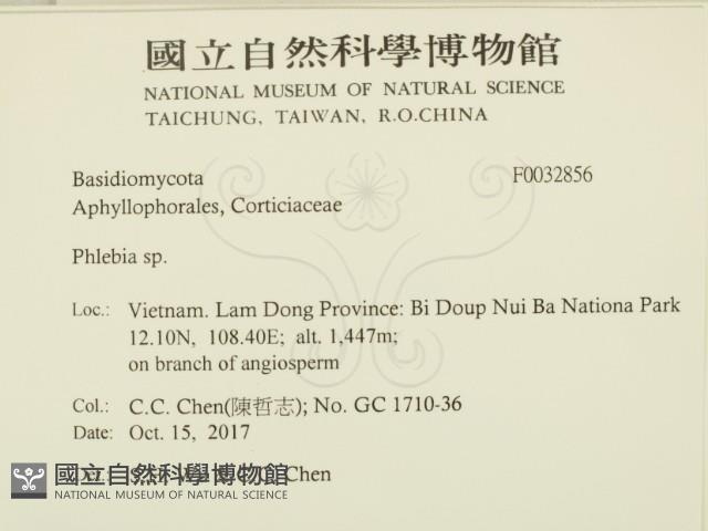 射脈菌屬藏品圖，第2張