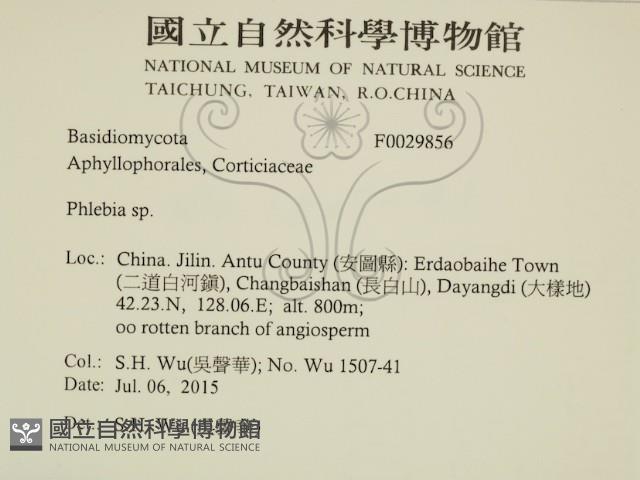 射脈菌屬藏品圖，第2張