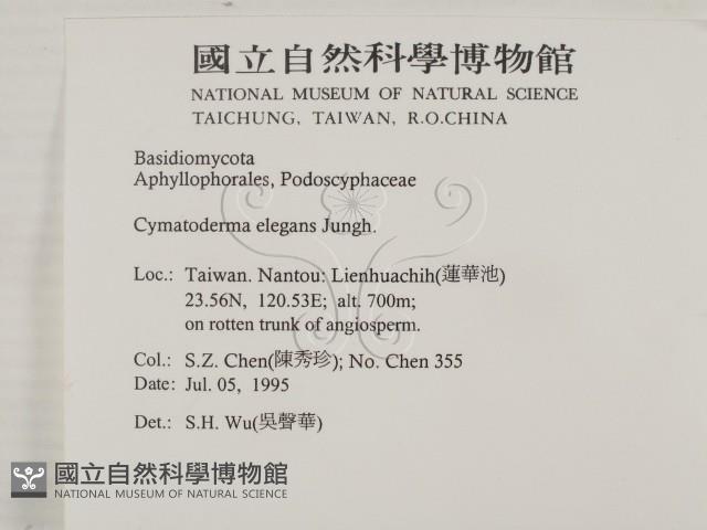 優雅波邊革菌藏品圖，第2張