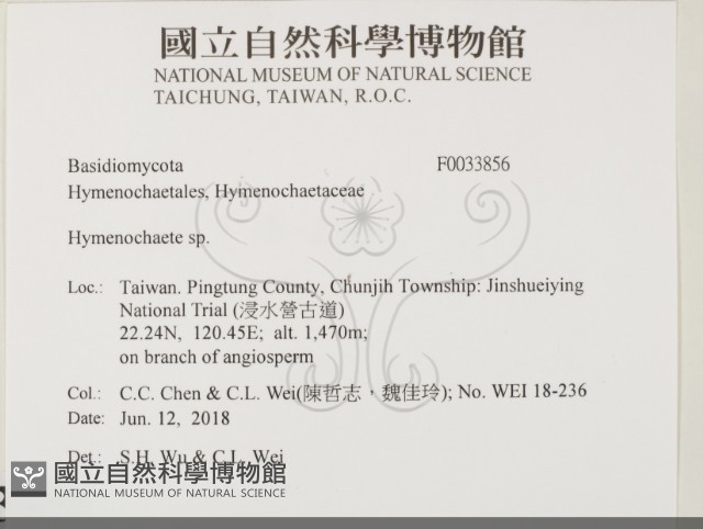 刺革菌屬藏品圖，第2張