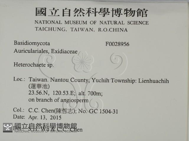 刺皮菌屬藏品圖，第2張