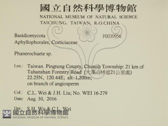 顯絲菌屬藏品圖，第2張