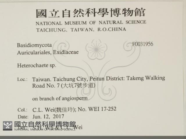 刺皮菌屬藏品圖，第2張