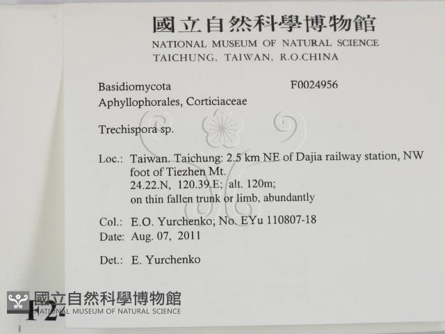 粗糙孢菌屬藏品圖，第2張