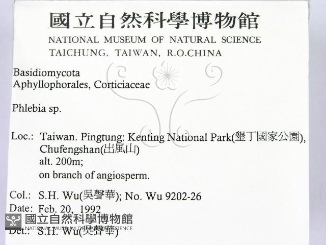 射脈菌屬藏品圖，第2張