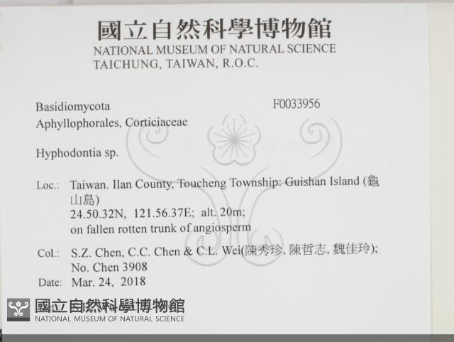 絲齒菌屬藏品圖，第2張