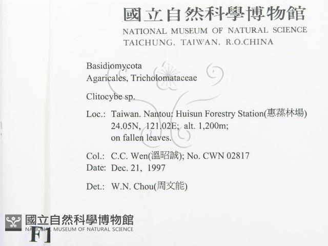 杯傘屬藏品圖，第2張