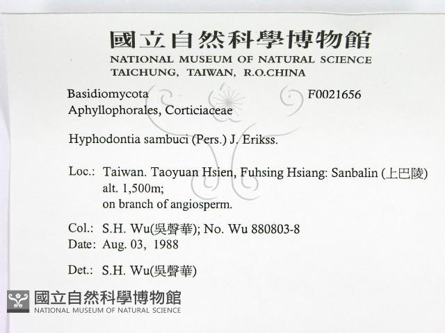 冇骨消絲齒菌藏品圖，第2張