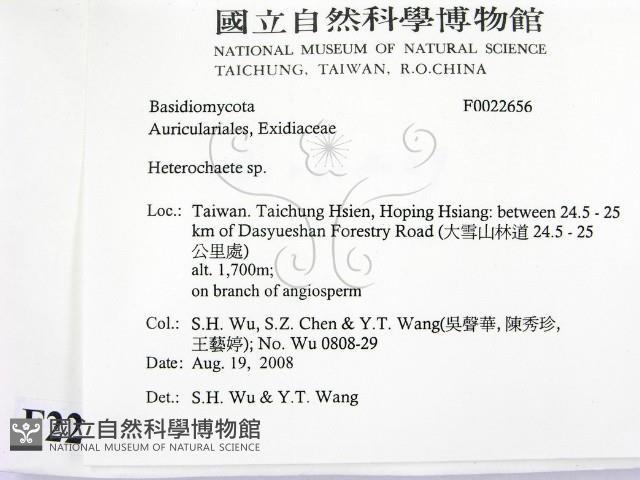 刺皮菌屬藏品圖，第2張