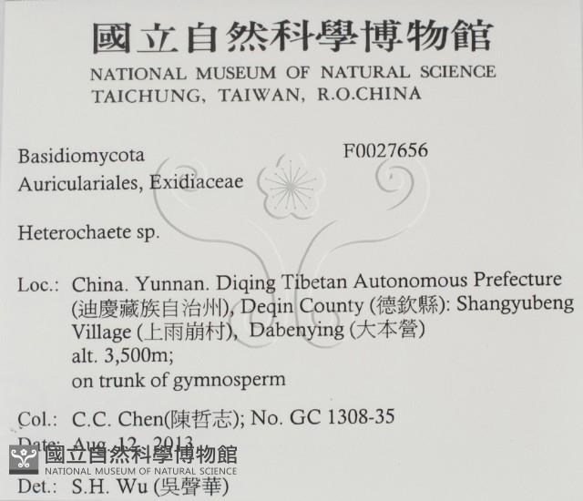 刺皮菌屬藏品圖，第2張