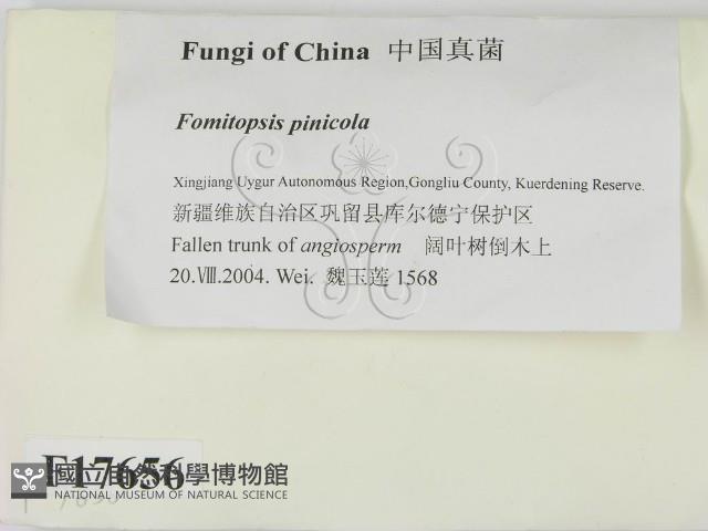 松生擬層孔菌藏品圖，第2張