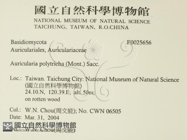 毛木耳藏品圖，第2張