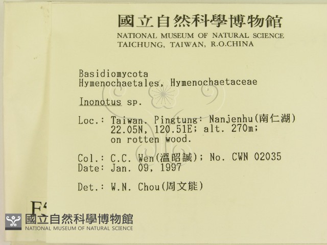 纖孔菌屬藏品圖，第2張