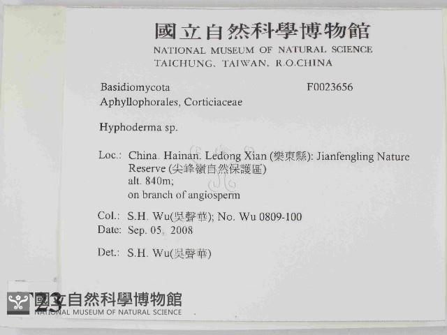 絲皮菌屬藏品圖，第2張