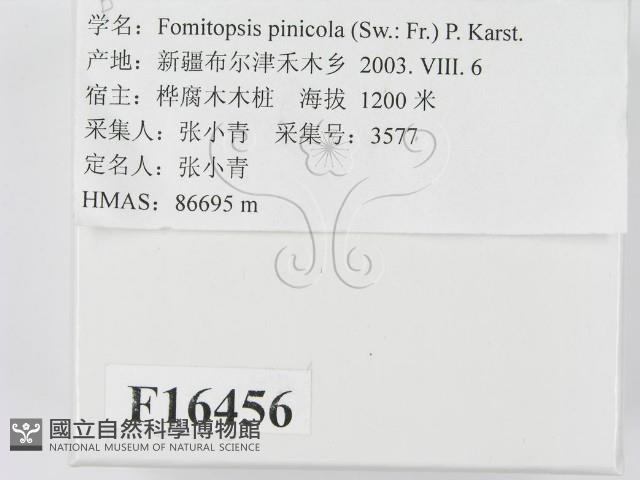 松生擬層孔菌藏品圖，第2張