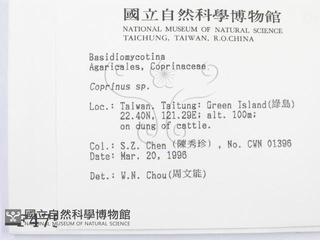 鬼傘屬藏品圖，第2張