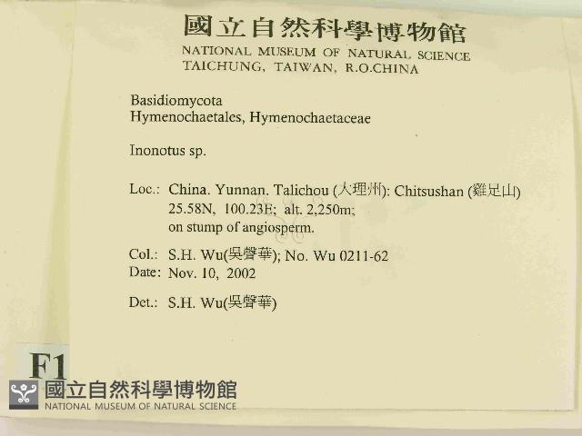 纖孔菌屬藏品圖，第2張