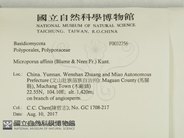 相鄰小孔菌藏品圖，第2張