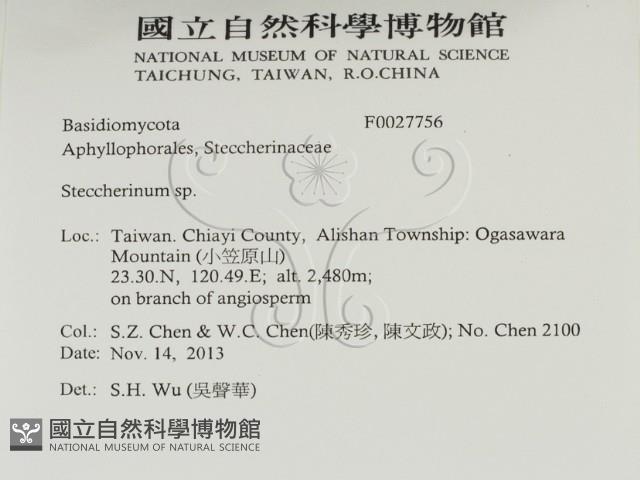 齒耳菌屬藏品圖，第2張