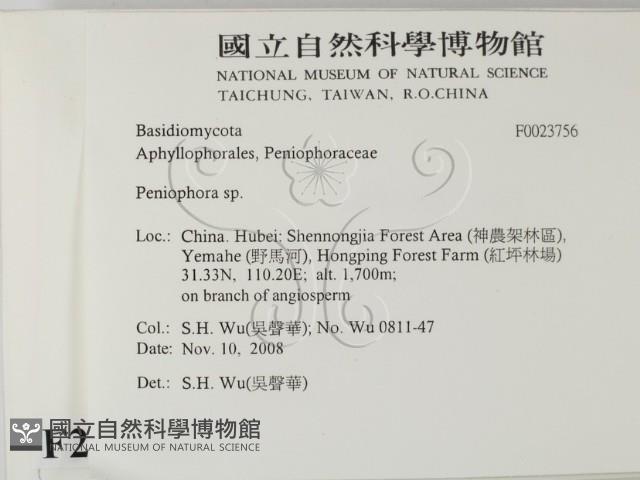 筍殼菌屬藏品圖，第2張