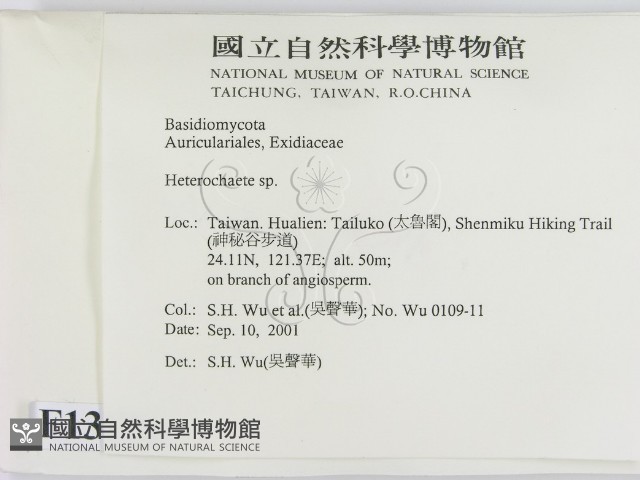 刺皮菌屬藏品圖，第2張