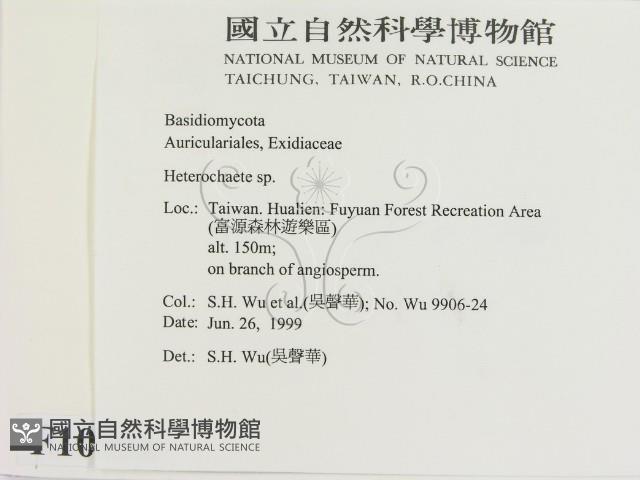 刺皮菌屬藏品圖，第2張