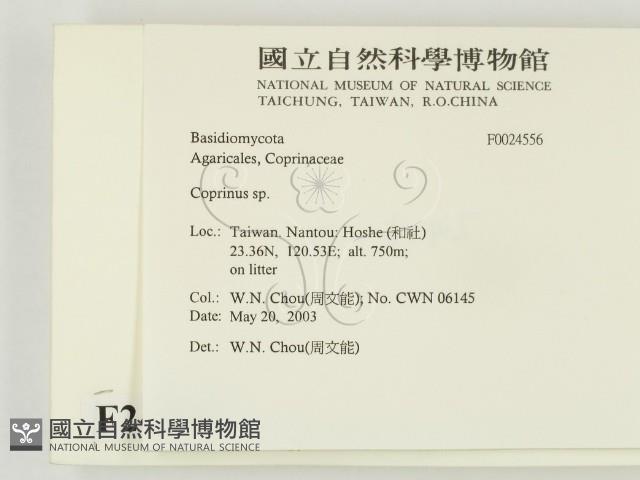 鬼傘屬藏品圖，第2張