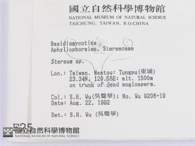 韌革菌屬藏品圖，第2張