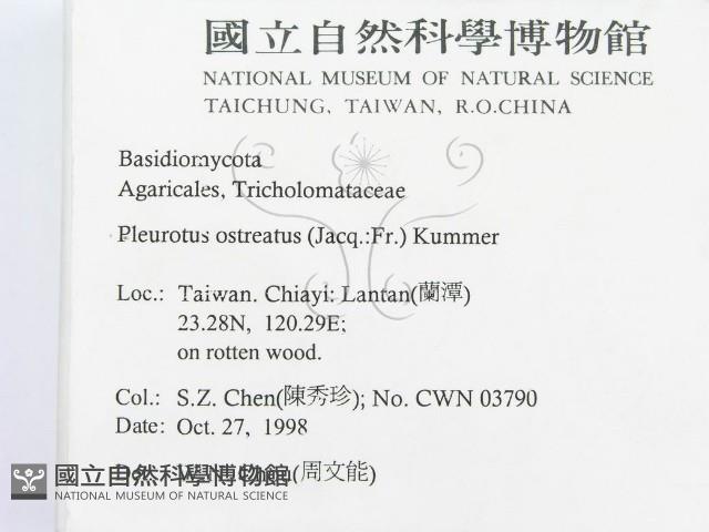 糙皮側耳藏品圖，第2張