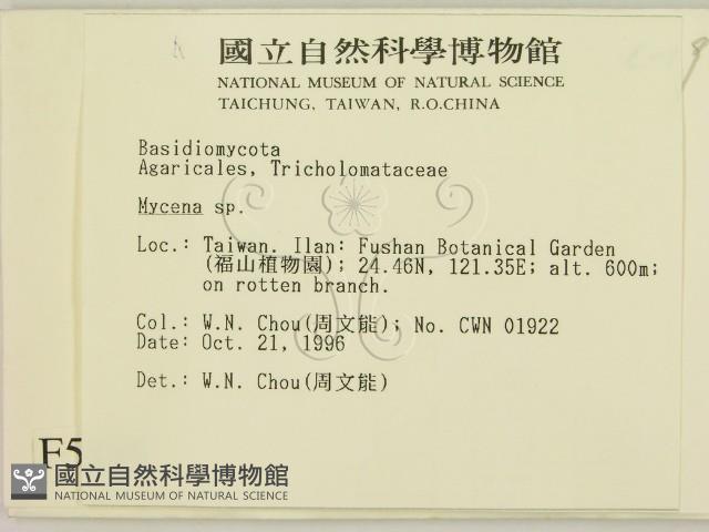 小菇屬藏品圖，第2張