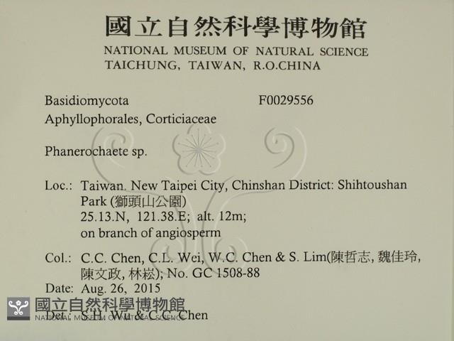 顯絲菌屬藏品圖，第2張