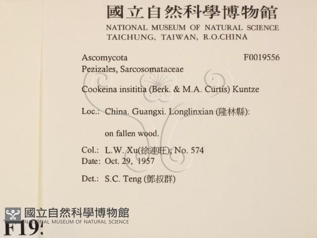 登錄號:F0019556藏品圖，第2張