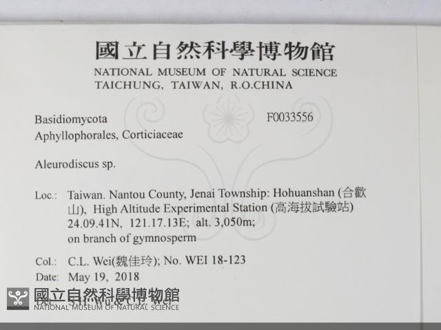 盤革菌屬藏品圖，第2張