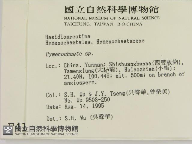 刺革菌屬藏品圖，第2張