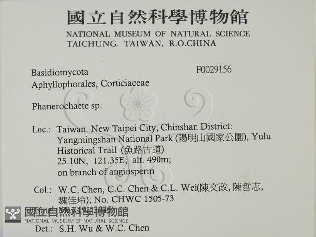 顯絲菌屬藏品圖，第2張