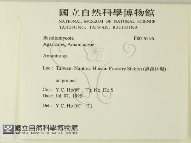 鵝膏屬藏品圖，第2張