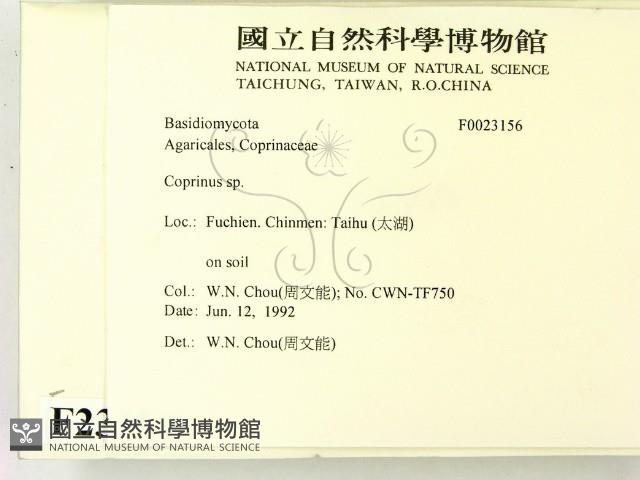 鬼傘屬藏品圖，第2張