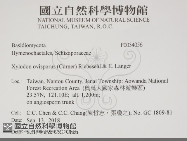 卵孢木齒菌藏品圖，第2張