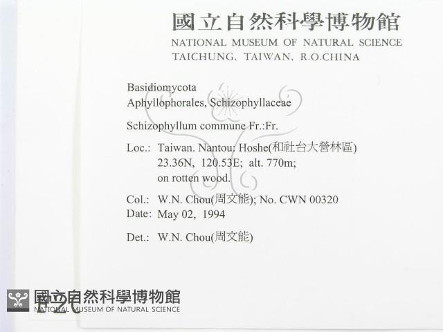 裂褶菌藏品圖，第2張