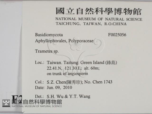 栓菌屬藏品圖，第2張