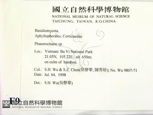 顯絲菌屬藏品圖，第2張