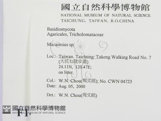 小皮傘屬藏品圖，第2張